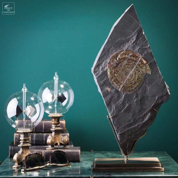 Ammolite de Somerset (UK) 3.285kg