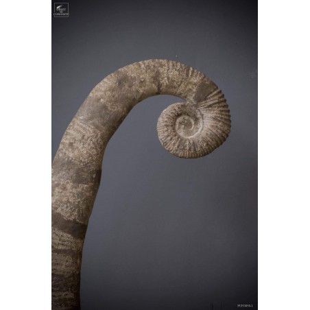 amonite fossilized