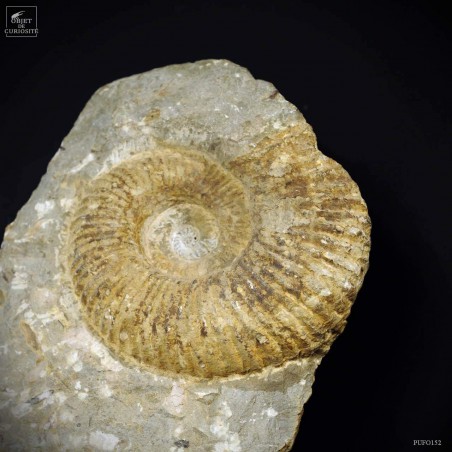 Totem de 2 ammonites 58X33 Totem de 2 ammonites 58X33