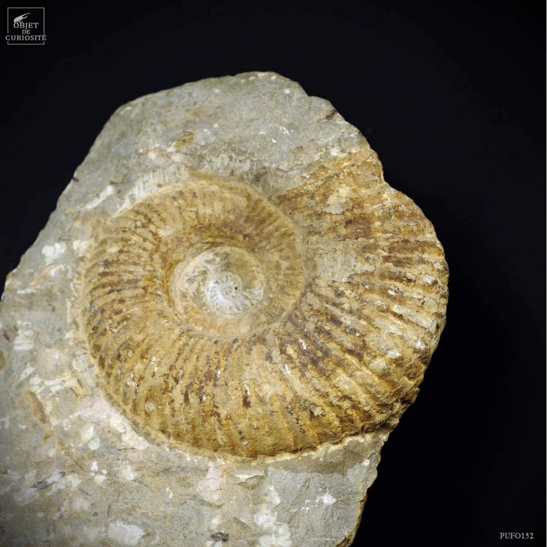 Totem de 2 ammonites 58X33 Totem de 2 ammonites 58X33