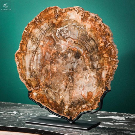 Slice of Araucaria fossil wood (8.1kg)