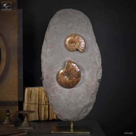 Ammonites reflex rouge de Madagascar sur gangue par 2 - support laiton