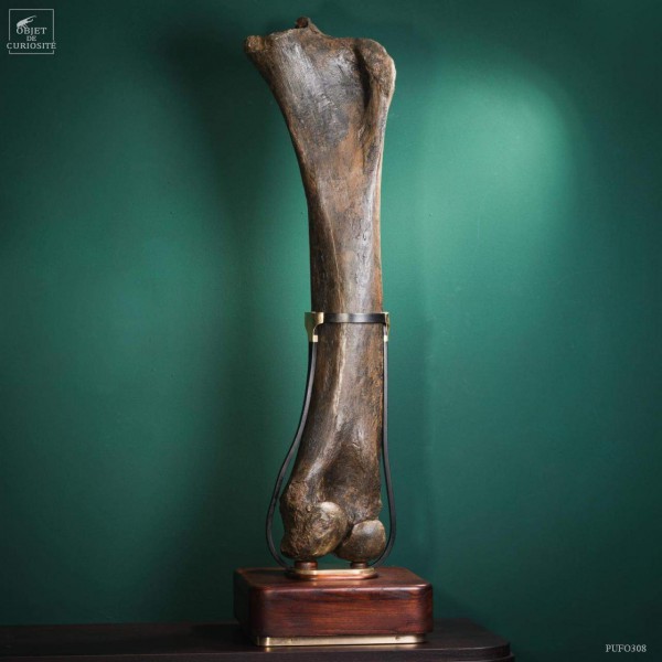 Fémur fossilisé de mammouth avec traces Gravières de Pologne Fémur fossilisé de mammouth avec traces Gravières de Pologne