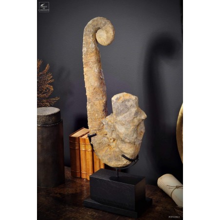 Ammonite déroulée 60-65cm sur socle rectangle noir