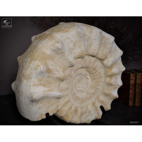 Ammonite à pics, blanche, Madagascar 33kg - Kranosphinctes