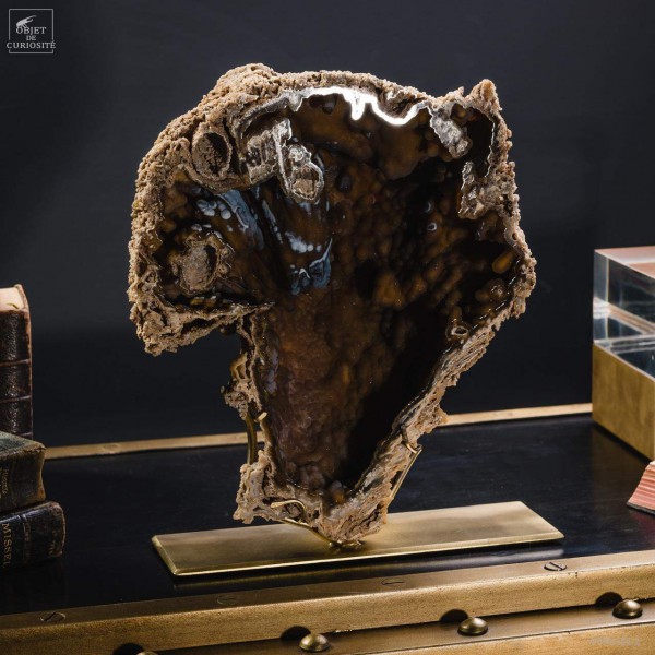 Corail fossile de Tampa Bay (Floride-USA) 2.58kg