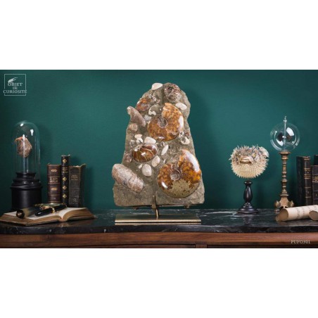 Bloc d'ammonites de l'Albien - Madagascar 13.6kg - sur plaque laitonnée