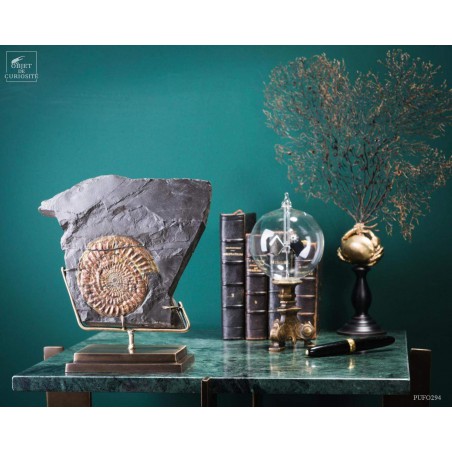 Ammolite de Somerset (UK) 1.64kg sur gangue