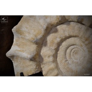 White spicky amonite Madagascar - 33kg 2