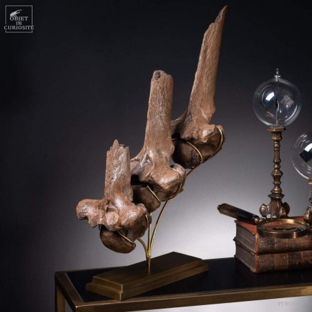 Hump of a fossilized European bison - Bison Priscus-