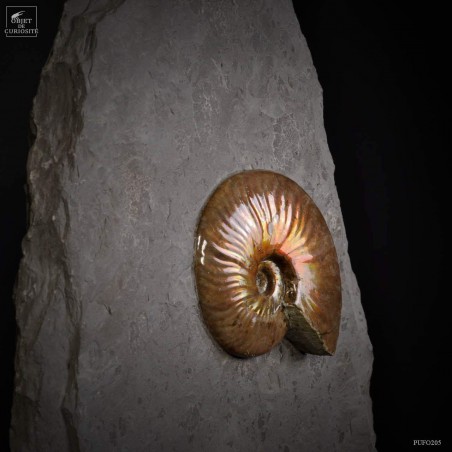 Ammonites reflex rouge de Madagascar sur gangue par 2 - support laiton