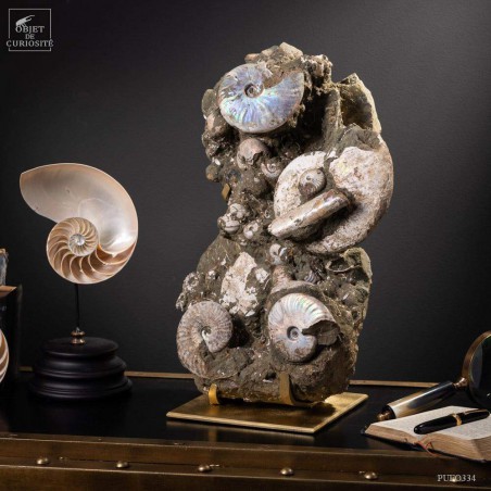 Block of Albian ammonite from Madagascar  (13.6kg)