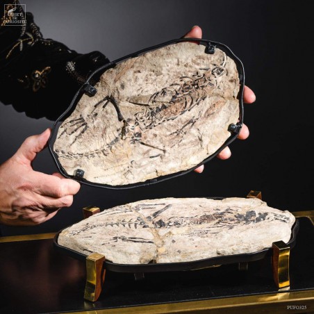 Precious nodule of CLAUDIOSAURUS