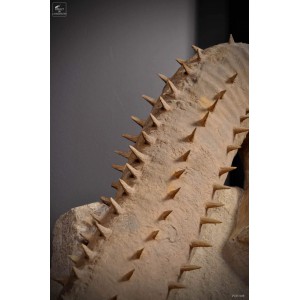 large uncoiled spiky ammonite 2
