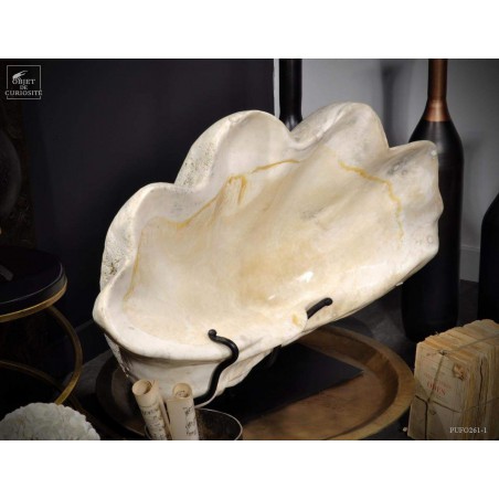 Bénitier fossile (Tridacna Gigantea)