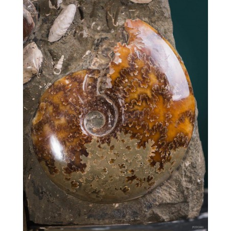 Bloc d'ammonites de l'Albien - Madagascar 13.6kg - sur plaque laitonnée