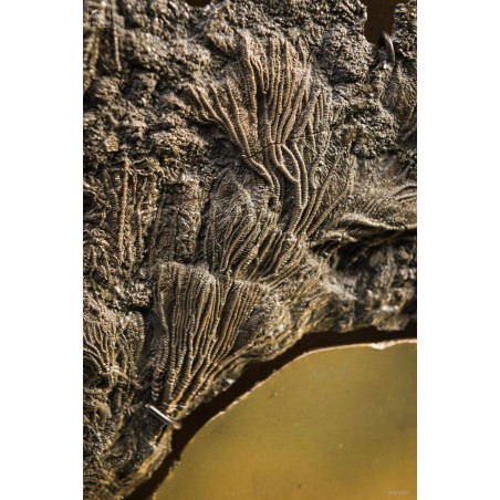 pyritized Crinoïde  in brass industrial display