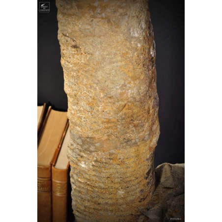 Ammonite déroulée 60-65cm sur socle rectangle noir