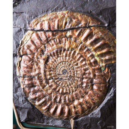 Ammolite de Somerset (UK) 1.64kg sur gangue