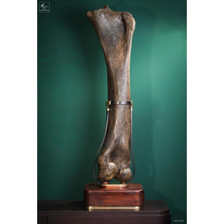 Fémur fossilisé de mammouth avec traces Gravières de Pologne Fémur fossilisé de mammouth avec traces Gravières de Pologne