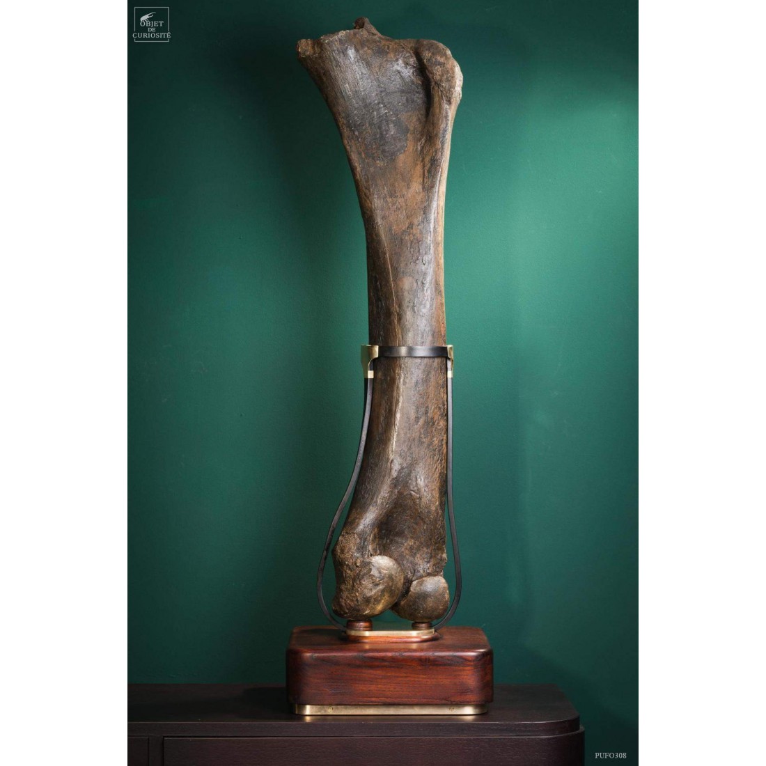 Fémur fossilisé de mammouth avec traces Gravières de Pologne Fémur fossilisé de mammouth avec traces Gravières de Pologne