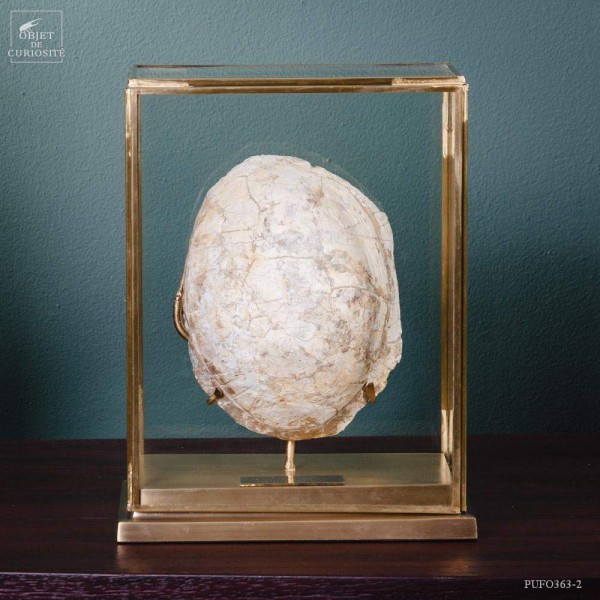 Tortue fossile sous globe rectangulaire