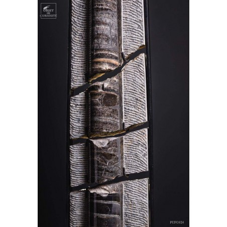 Orthoceras géant brisé  restauration sarcophage de fer