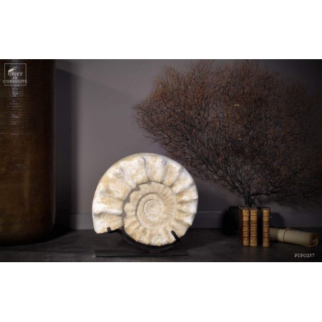 Ammonite à pics, blanche, Madagascar 33kg - Kranosphinctes