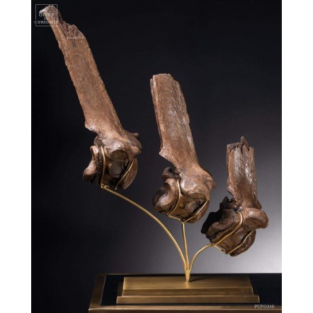 Hump of a fossilized European bison - Bison Priscus-