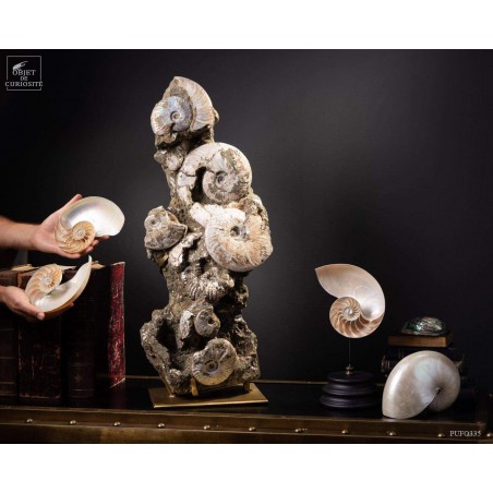 Block of albian ammonite 28kg VISIBLE AT OMBRES ET FACETTES