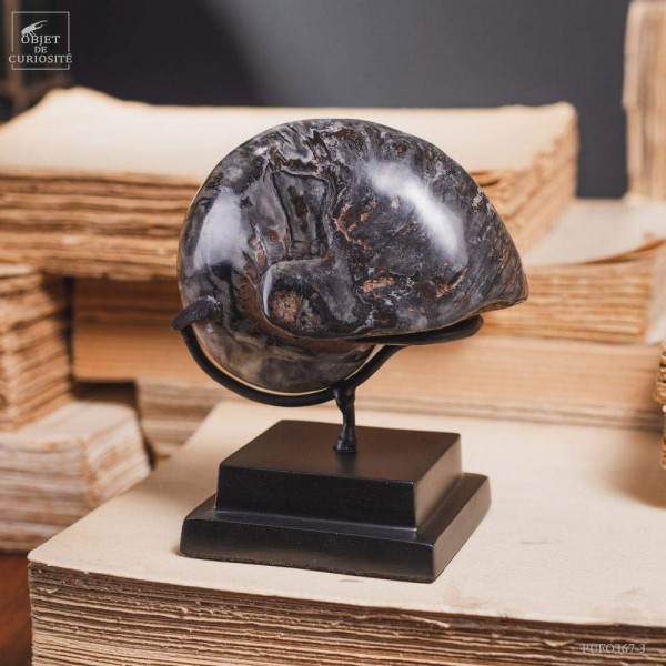 Nautilus ammonite CENOCERAS SAKAVALUS on black base