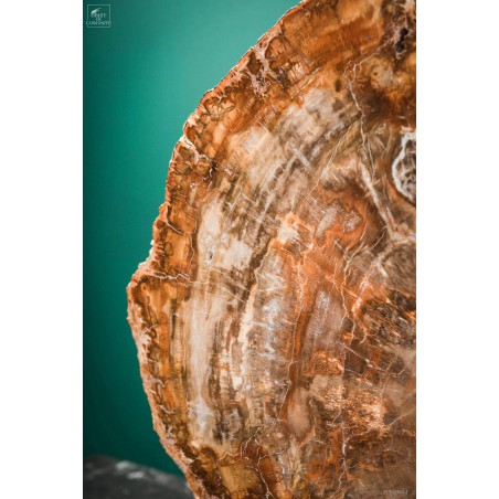 Slice of Araucaria fossil wood (8.1kg)