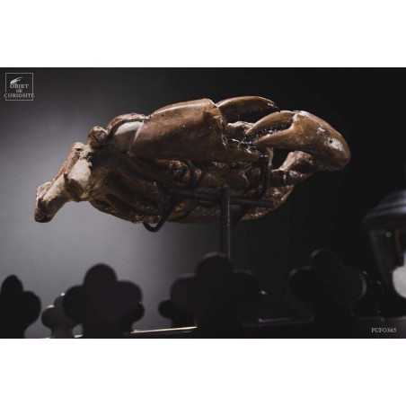 Fossil crab from Patagonia. Miocene period.