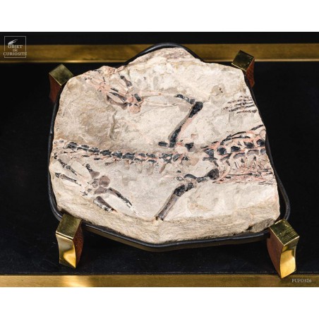 Nodule précieux de CLAUDIOSAURUS  Madagascar