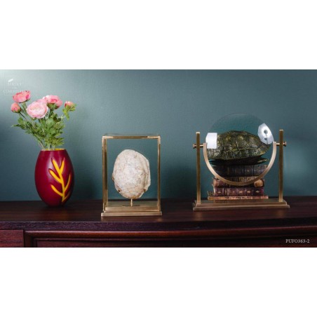 Tortue fossile sous globe rectangulaire