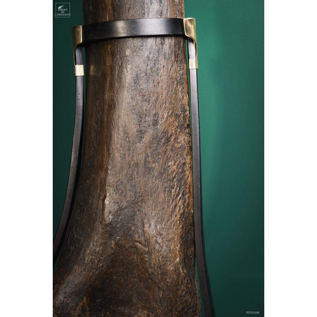 Fémur fossilisé de mammouth avec traces Gravières de Pologne Fémur fossilisé de mammouth avec traces Gravières de Pologne