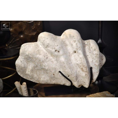 Bénitier fossile (Tridacna Gigantea)