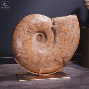 116 KG semi polished ammonite from Madagascar