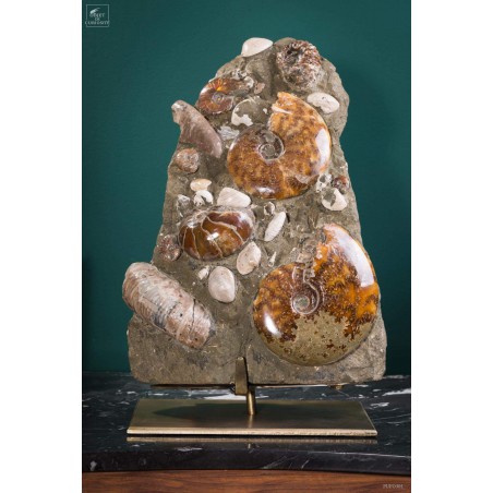 Bloc d'ammonites de l'Albien - Madagascar 13.6kg - sur plaque laitonnée