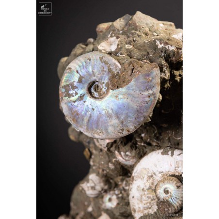Block of Albian ammonite from Madagascar  (13.6kg)