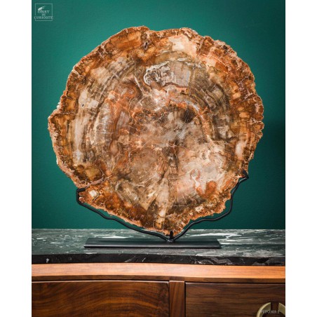 Slice of Araucaria fossil wood (8.1kg)