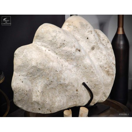 Bénitier fossile (Tridacna Gigantea)