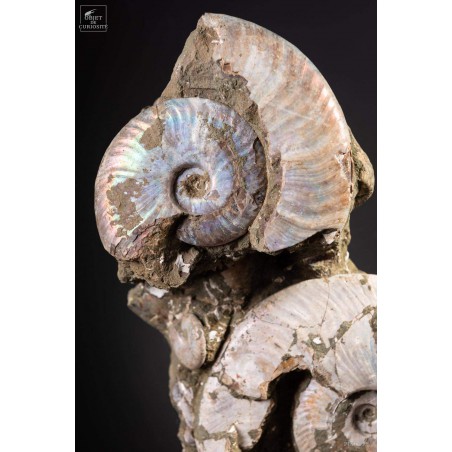 Block of albian ammonite 28kg VISIBLE AT OMBRES ET FACETTES