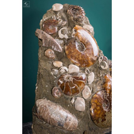 Bloc d'ammonites de l'Albien - Madagascar 13.6kg - sur plaque laitonnée