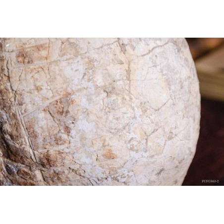 Tortue fossile sous globe rectangulaire