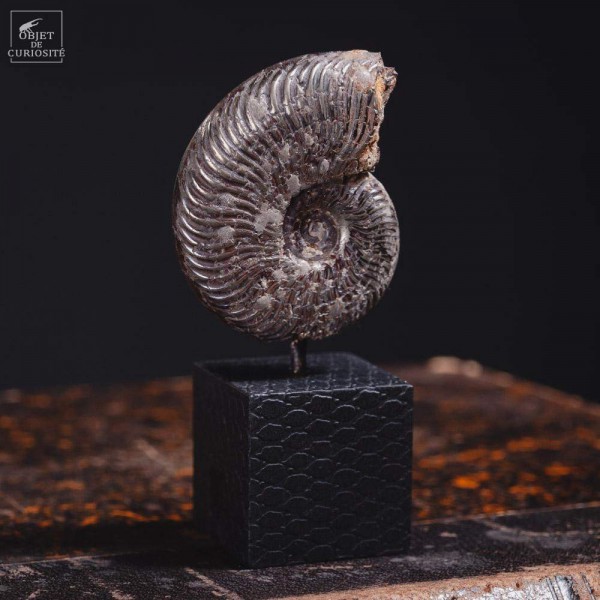 Ammonite en minerai de fer