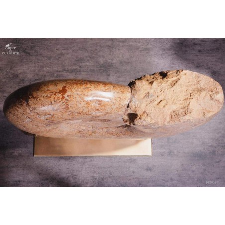 Ammonite semi-polie de 116kg  (Madagascar)