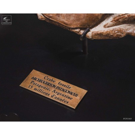 Fossil crab from Patagonia. Miocene period.