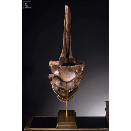 Hump of a fossilized European bison - Bison Priscus-