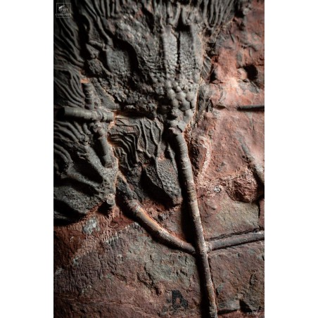 Crinoïde grande plaque 4 têtes Support plasma